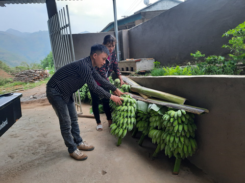 Người dân bản Má Nghé thu hoạch chuối tây.  